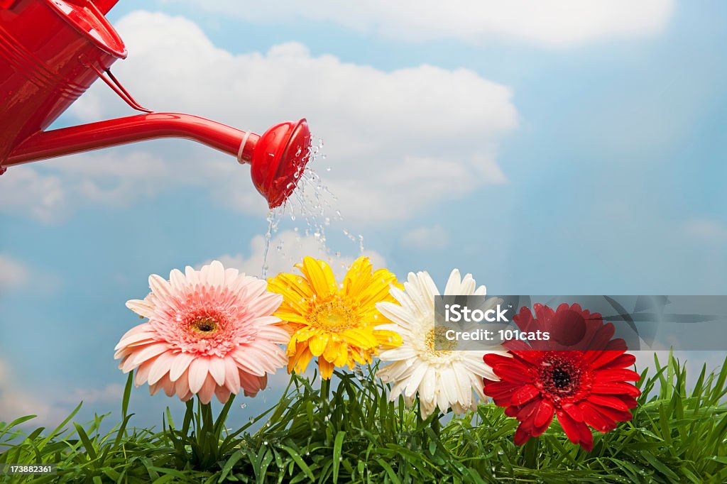 red water can color gerbera daisy Beauty Stock Photo