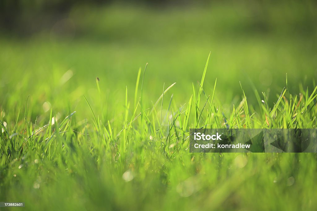 Herbe, mise au point sélective - Photo de Champ libre de droits