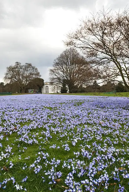 Landscaped park with Chionodoxa siehei - Glory of the snow flowers.