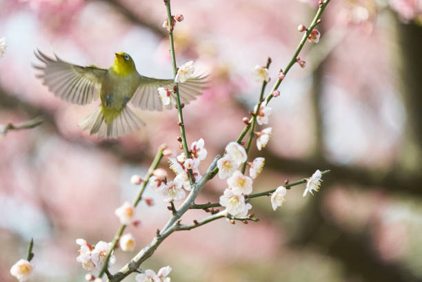 istock The fluttering white-eye and the spring plum blossoms 1738827282