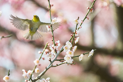The fluttering white-eye and the spring plum blossoms