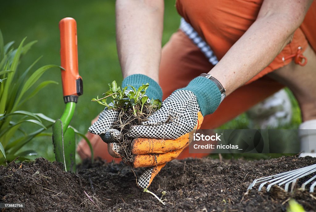 La jardinería - Foto de stock de A cuadros libre de derechos