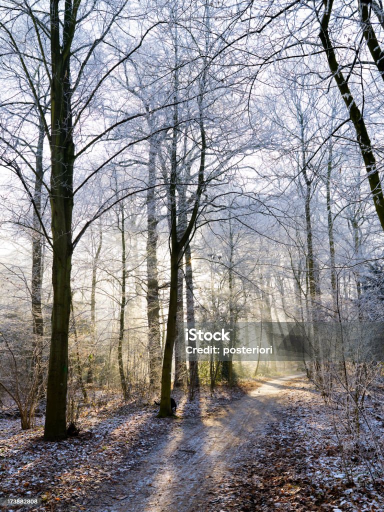 Forêt d'hiver - Photo de Arbre libre de droits