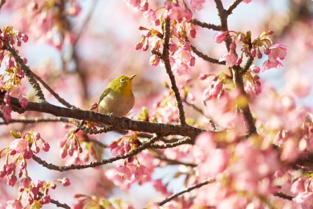 istock White-eye gazing at Kawazu cherry blossoms 1738828394