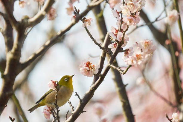 istock A cute white-eye perched on a plum branch 1738828410