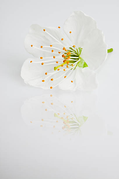 Cherry blossom against white in close-up. Reflection on background. Adobe RGB for better color reproduction.