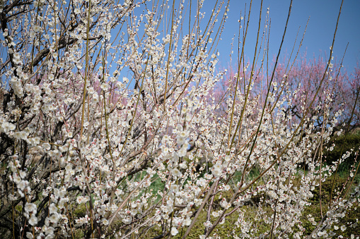 White plum tree at its peak