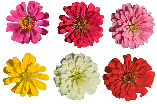 A set of zinnia flowers on a isolated white background
