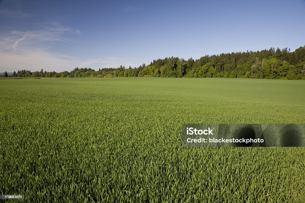 Lunghezza campo di erba e alberi su un cielo Blu orizzonte - Foto stock royalty-free di Foresta