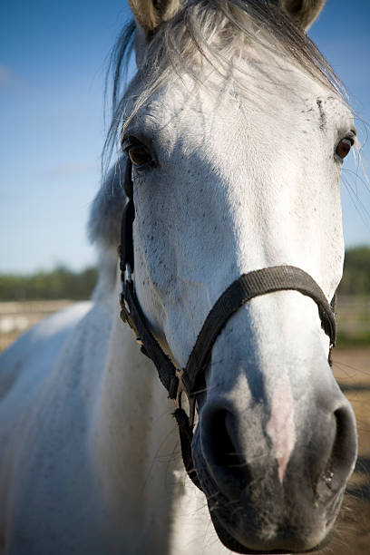 istock Fragment of a horse.... 173883755