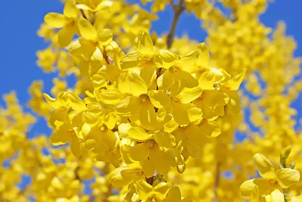 Forsythia branch with several flowers against a clear blue sky