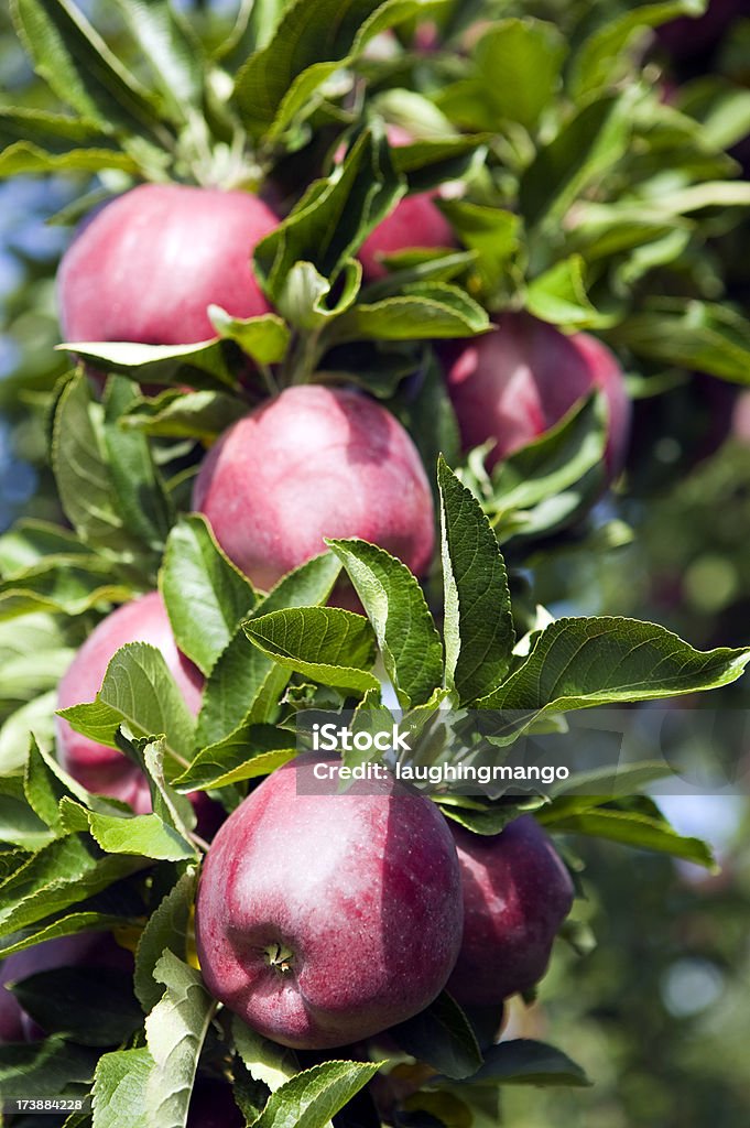 Maçã red delicious árvore orchard - Foto de stock de Abundância royalty-free