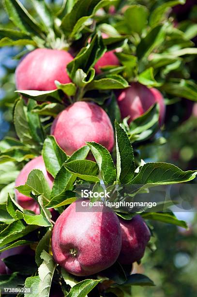 Foto de Maçã Red Delicious Árvore Orchard e mais fotos de stock de Abundância - Abundância, Agricultura, Alimentação Saudável