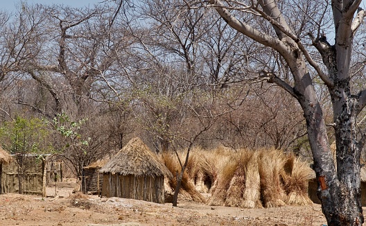 Thatch is cut and ready to re-roof the tribal huts before the rainy season in Zambia