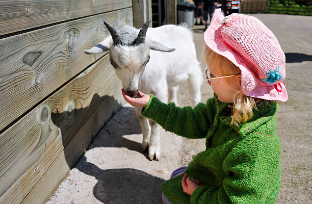 rapariga alimentação cabra criança - animals feeding animal child kid goat imagens e fotografias de stock