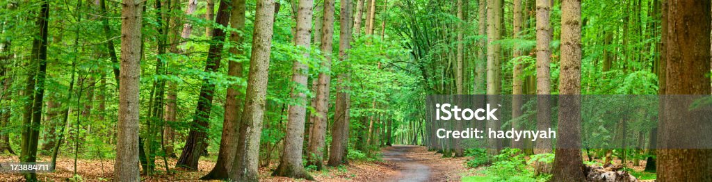 Bosque profundo - Foto de stock de Aire libre libre de derechos