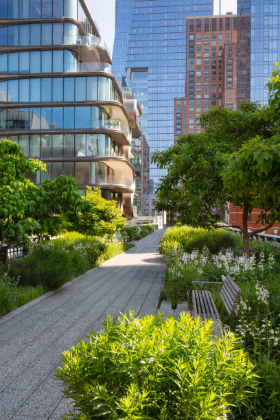 la passeggiata dell'high line park in una mattina d'estate. greenway sopraelevata a chelsea, manhattan. città di new york - nyc greenway foto e immagini stock