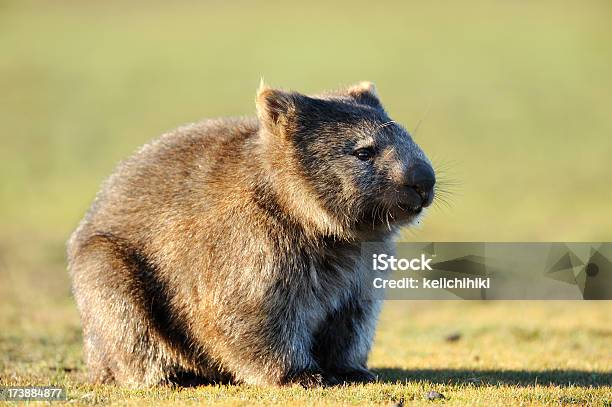 Wombat Foto de stock y más banco de imágenes de Wombat - Wombat, Parque nacional, Aire libre