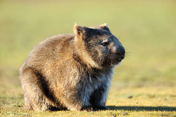 Wombat "Wombat at Narawntapu National Park, Tasmania, AustraliaRelated images:" wombat stock pictures, royalty-free photos & images