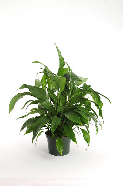 indoor house plant stock photo