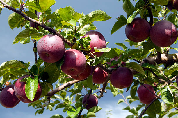 rosso mela spartan albero frutteto organico - spartan apple foto e immagini stock