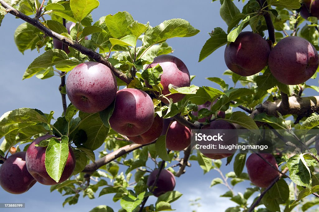 レッドのオーガニック spartan アップルツリーオーチャード - リンゴの木のロイヤリティフリーストックフォト