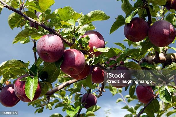 레드 유기 스파르타 나무 과수원 사과나무에 대한 스톡 사진 및 기타 이미지 - 사과나무, 0명, 건강한 식생활