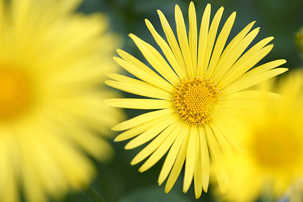 istock Closeup of a gemswurz flower 173885297