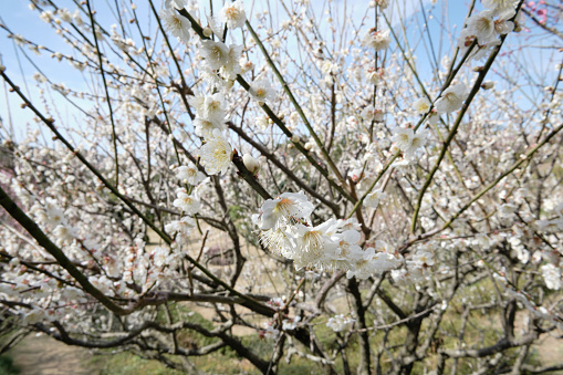White plum blossoms welcome spring