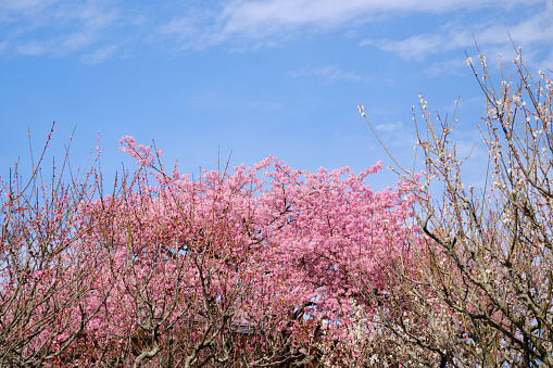 Cherry blossoms and Ngong Ping cable car, cloudy sky