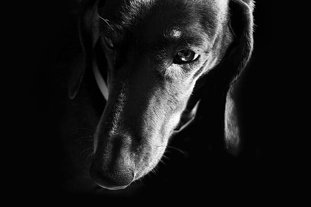 istock Pretty female dachshund with sad eyes 173886075