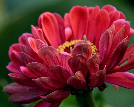 Vibrant color on the petals of a light purple dahlia flower with an unopened bud in the background.