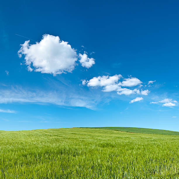 istock Square spring landscape 36MPix XXXL - meadow, blue sky 173886222