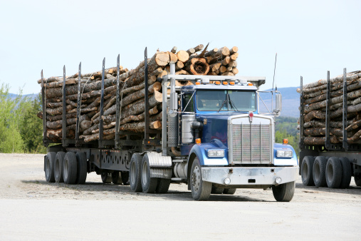 Logging trucks fully loaded