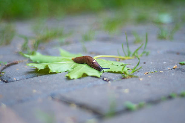Slug crawls on a green leaf on the ground.