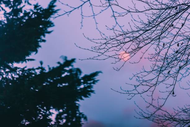 A full moon illuminated against a backdrop of a pink sky with trees in the foreground
