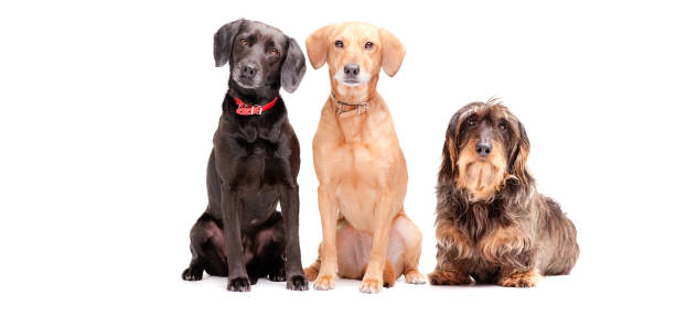 three in a row three dogs isolated on a white background wire haired stock pictures, royalty-free photos & images