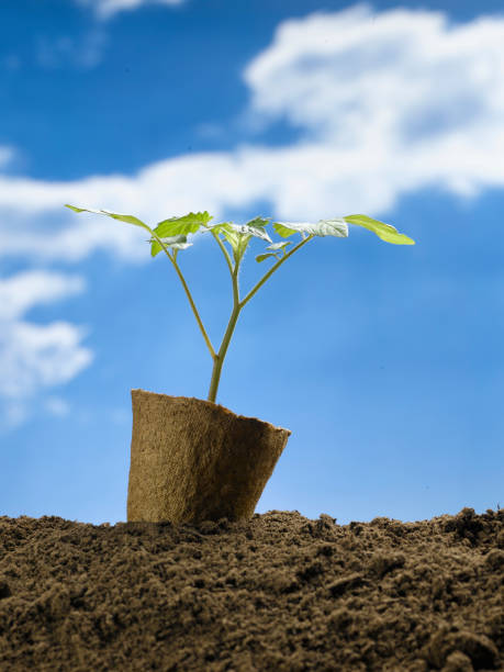 istock seedling about to be re-planted 173886992