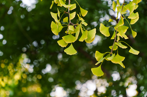 Ginkgo Leaves