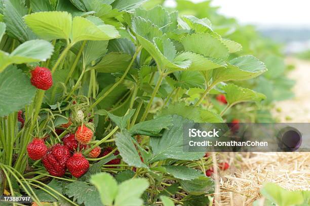 Fragole Riga - Fotografie stock e altre immagini di Agricoltura - Agricoltura, Ambientazione esterna, Campo