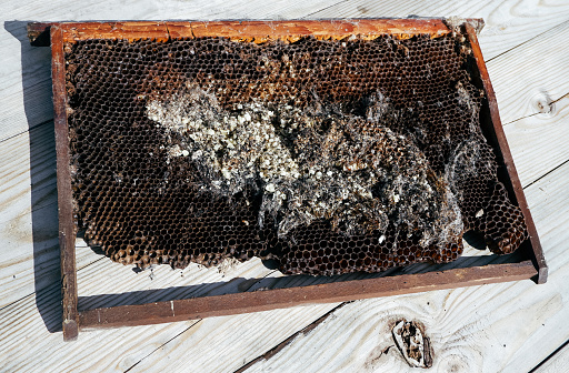 wax bee frame eaten by parasites. Wax moth. Pests of active hives. Galleria mellonella species in a honeycomb without bees.