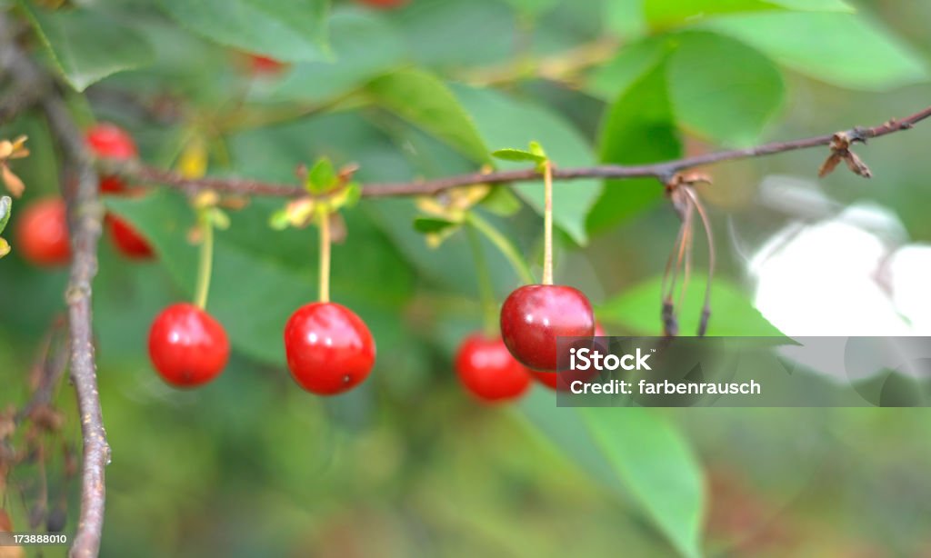 cherry árvore de - Foto de stock de Agricultura royalty-free