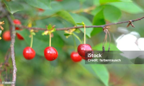 Foto de Cherry Árvore De e mais fotos de stock de Agricultura - Agricultura, Brilhante - Luminosidade, Califórnia