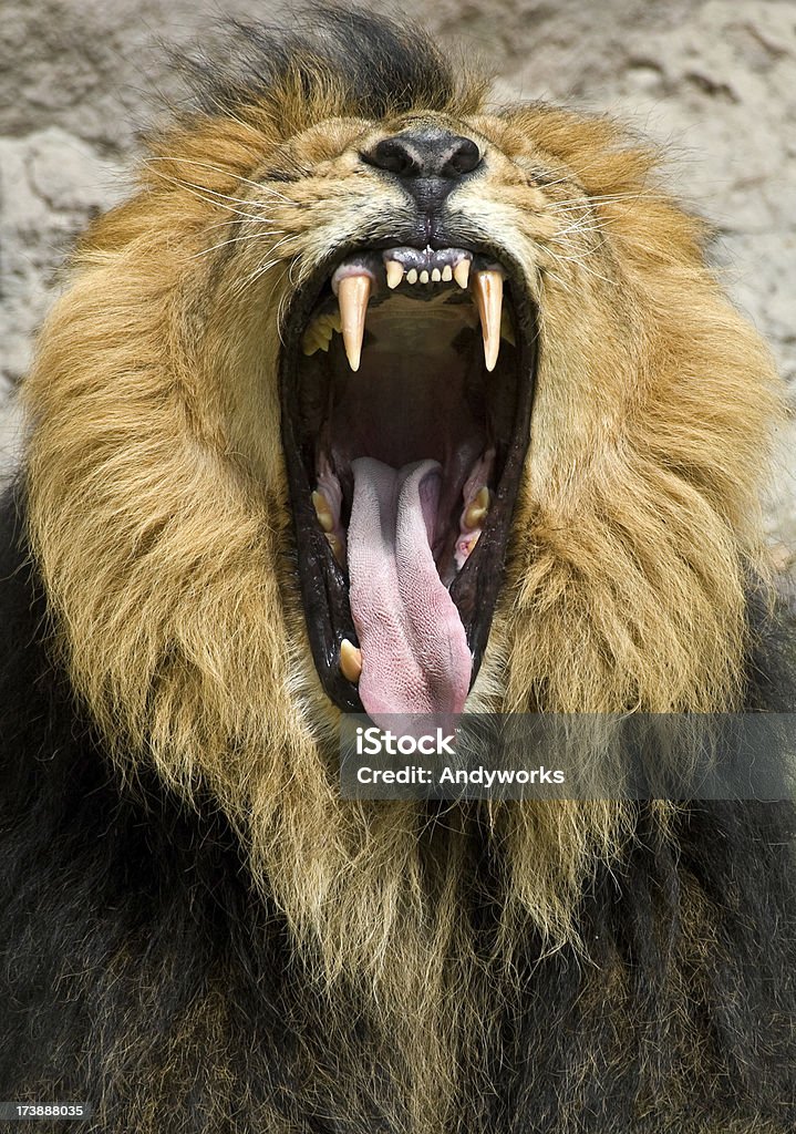 Gähnen Lion - Lizenzfrei Löwe - Großkatze Stock-Foto