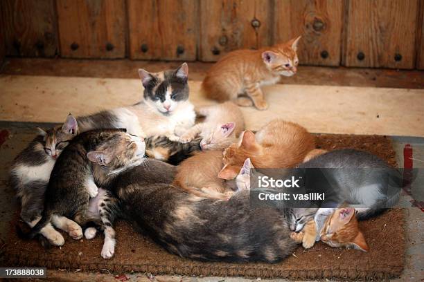 Big Cat Familie Stockfoto und mehr Bilder von Abwarten - Abwarten, Braun, Eingang