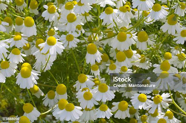 Perfumado Mayweed Matricaria Recutita Foto de stock y más banco de imágenes de Aire libre - Aire libre, Amarillo - Color, Belleza de la naturaleza