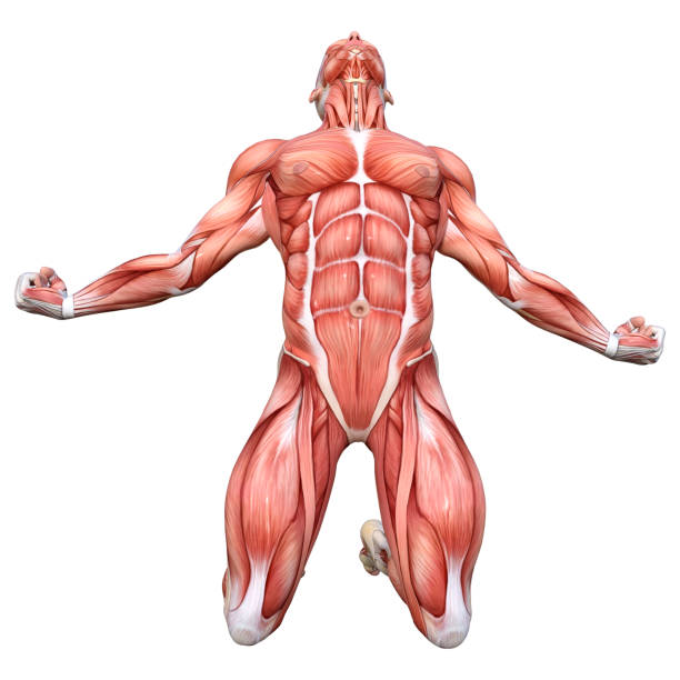 istock 3D Rendering Male Anatomy Figure on White 1738880772