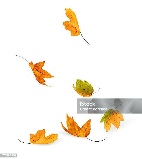 Fallen Stockfoto und mehr Bilder von Blatt - Pflanzenbestandteile - Blatt - Pflanzenbestandteile, Herbst, Wind