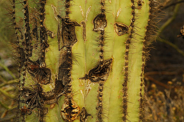 Saguaro Close Up stock photo