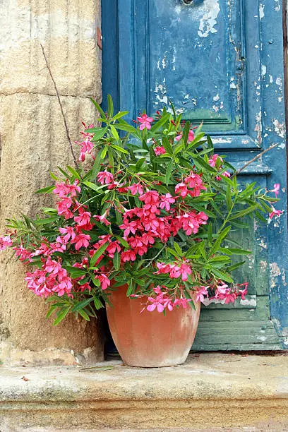 A pot with red oleander in front of an old blue door in the Provence.
